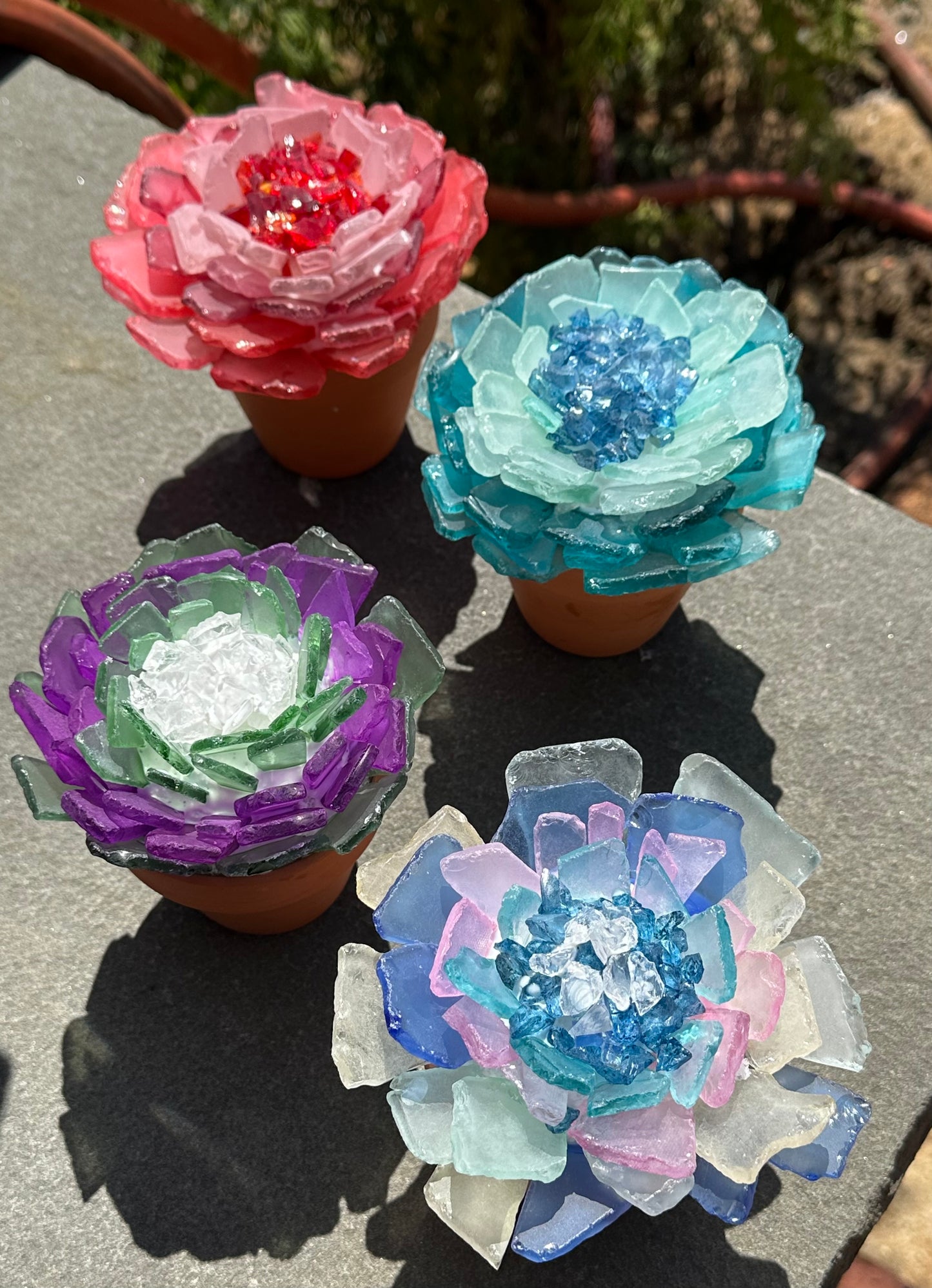 Sea Glass Succulent Trio - Calgo Gardens January 17th