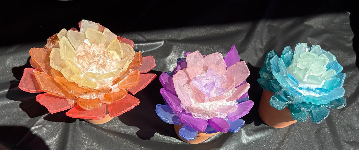 Sea Glass Succulent Trio - Calgo Gardens January 17th